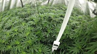 Grow Tent Medical Led Grow Round 2, Part 3 Day 9 of Flower