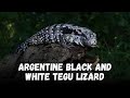 Argentine black and white tegu lizard Buying Cost, Diet, Care Sheet Guide for Beginners