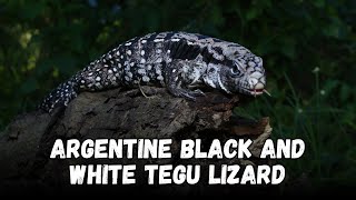 Argentine black and white tegu lizard Buying Cost, Diet, Care Sheet Guide for Beginners