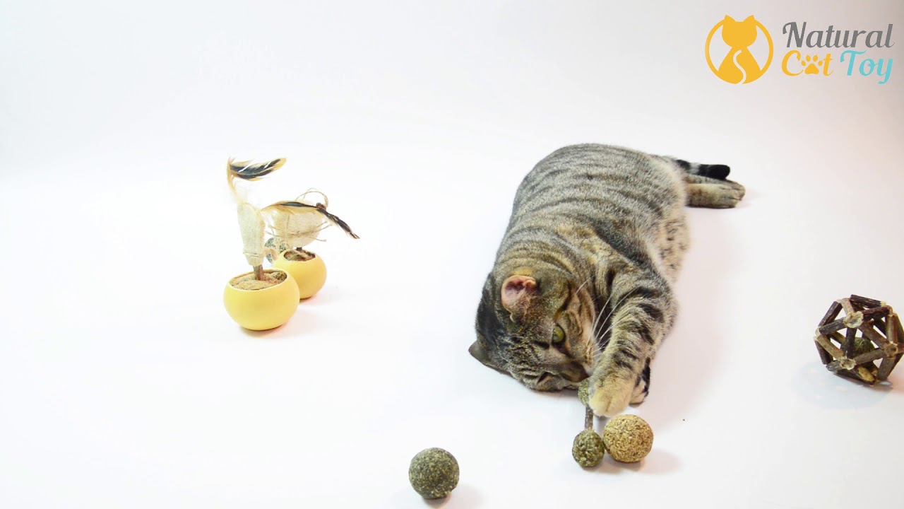 Natural Cat Toy Collections_4 YouTube