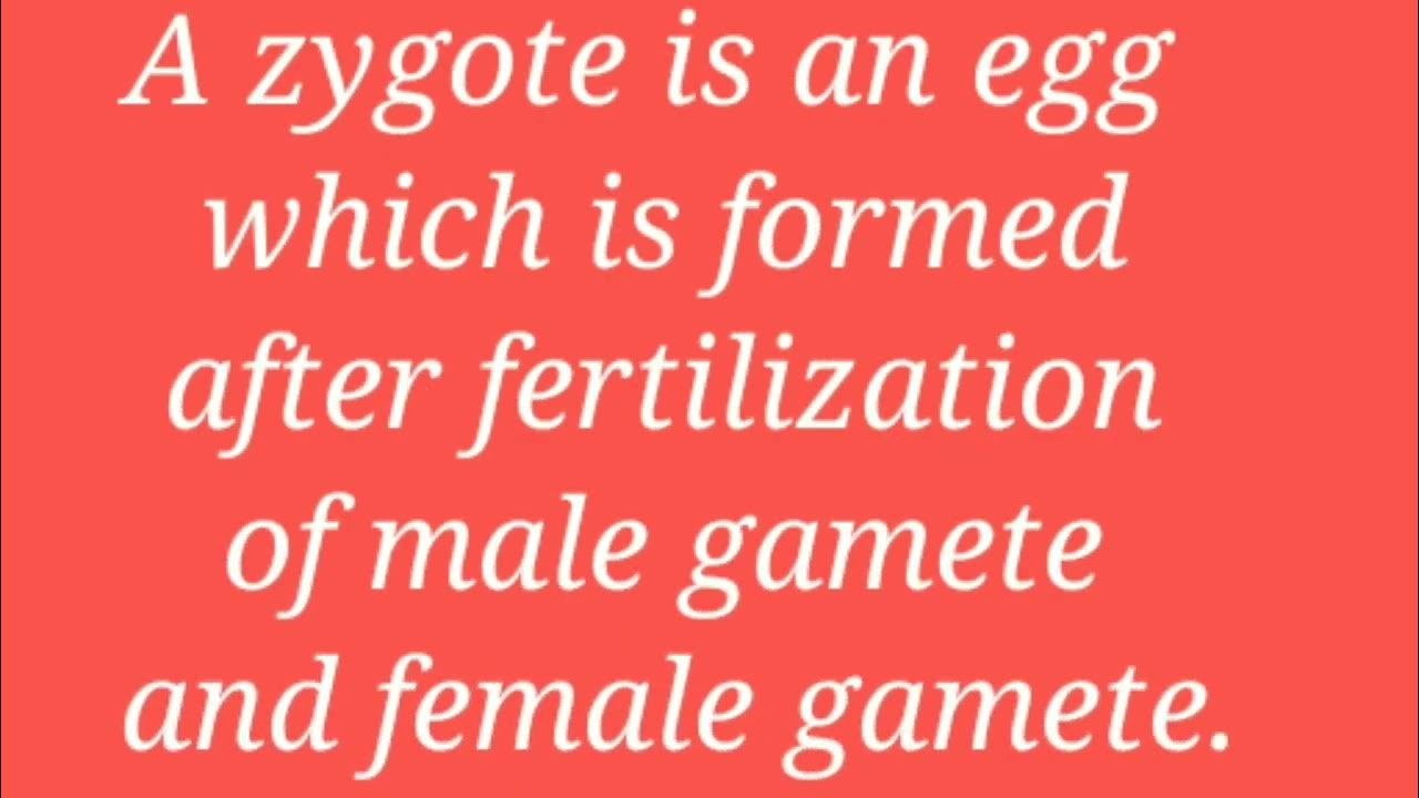 Zygote Definition YouTube