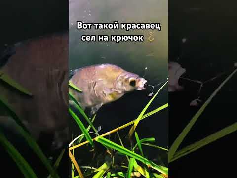 Самый большой лещ