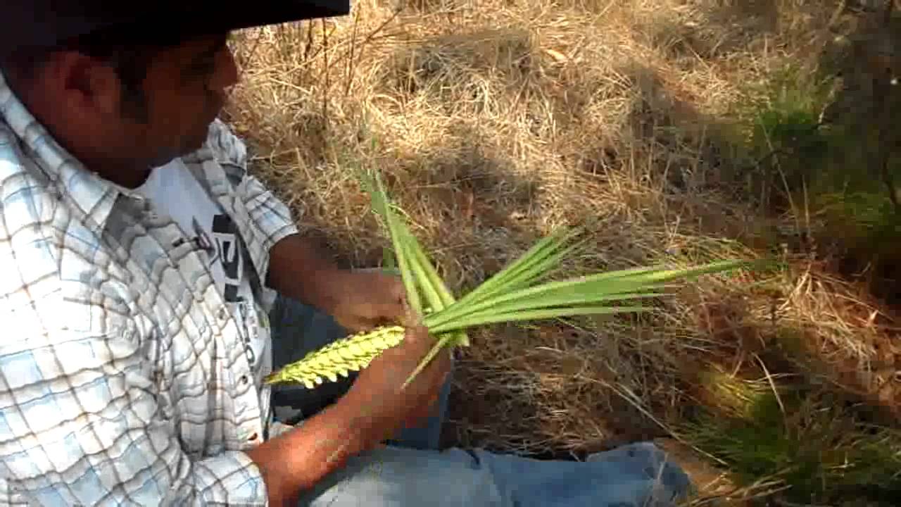 Corte y recolección de palma para Domingo de ramos, Santiago Suchilquitongo Etla, Oaxaca, Mx.
