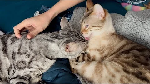 Video 7929471: snow lynx bengal, blue eyed lynx, kitty bath, sweet kitty