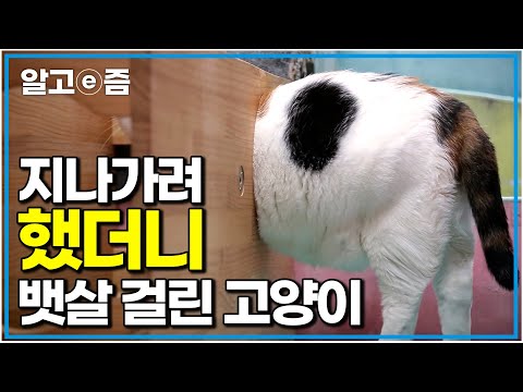 &amp;quot;다른 고양이들은 다 지나가던데... 왜 나만!?&amp;quot; 왕 크니까 왕 귀여운 뚱냥이의 다이어트 도전기｜고양이를 부탁해｜알고e즘