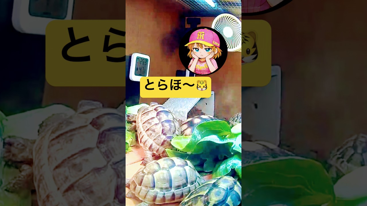 広0−1神 #阪神タイガース #とらほー