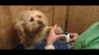 YABIFE DOG NAIL GRINDER  Review by groomer by Feralcatsneedlove 186 views 5 months ago 2 minutes, 40 seconds