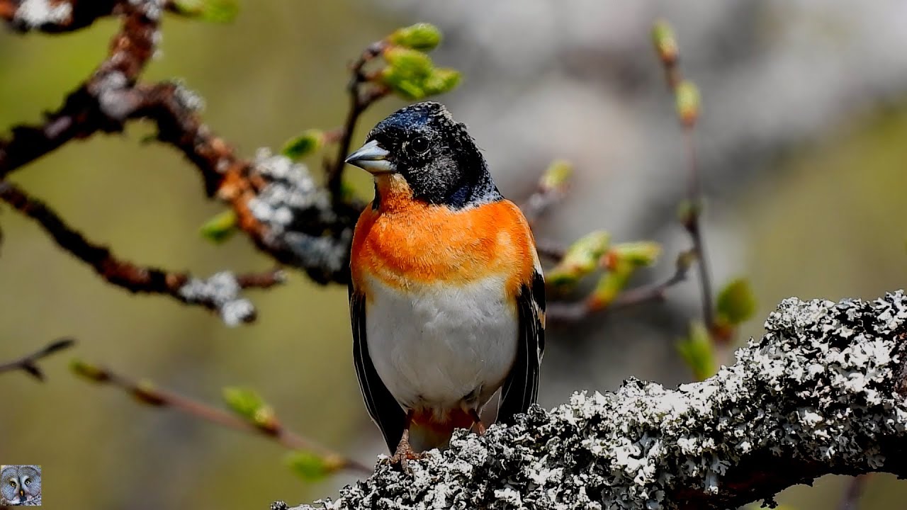 Brambling Singing Bjørkefink Вьюрок Пение Pinson du Nord Chant Keep, Pinzón real Bergfink, Peppola