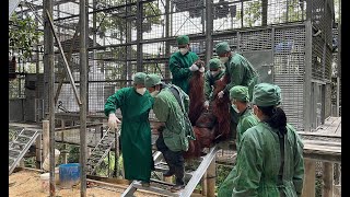 BOSF- Journey to Freedom for Orangutans