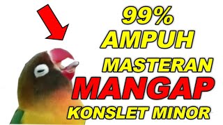 MASTERAN LOVEBIRD KONSLET MANGAP PALING DICARI