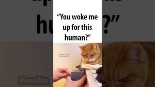 'you woke me up for this?'