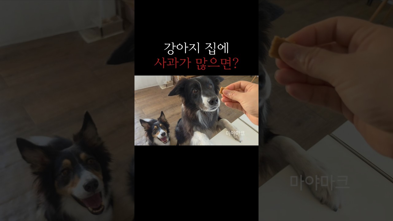 보담이의 이 표정은 진짜 못 참지ㅋㅋ