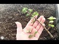 How To Grow A Jade Plant From Cuttings ? || The Correct And Easy Way To Take Jade Plant Cuttings