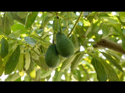 Video: Avocadopflanzen für Zone 8: Tipps zum Anbau von Avocadobäumen in Zone 8