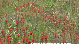 Indian Paintbrush (Castilleja coccinea)