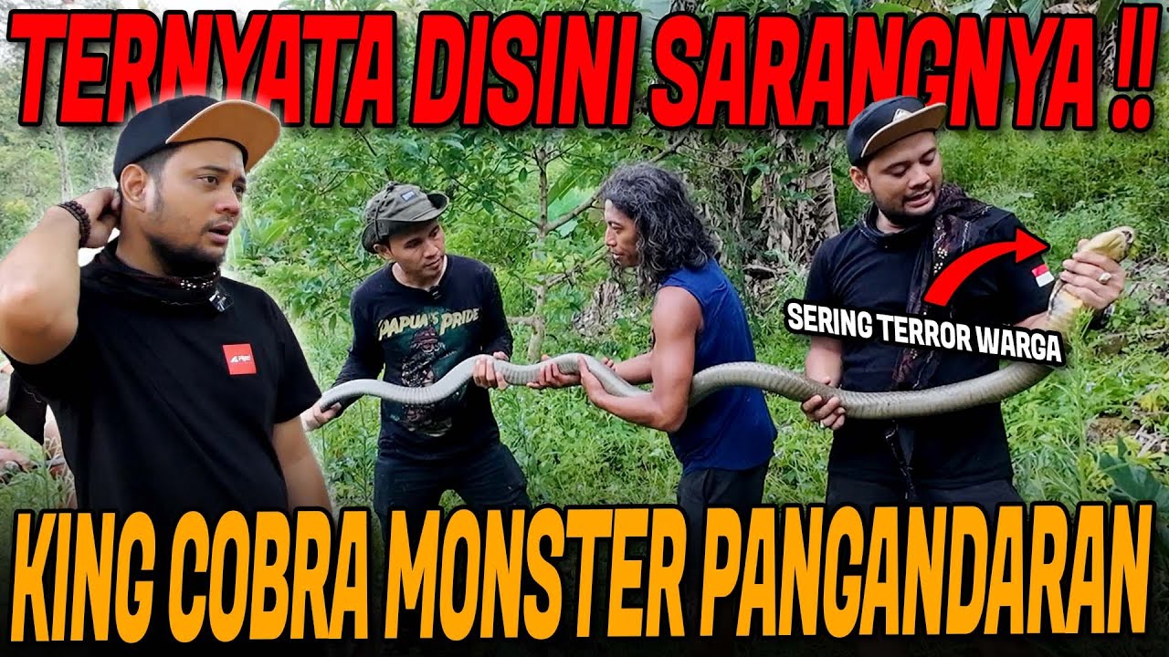 ULAR KING COBRA TEROR WARGA PANGANDARAN‼️1 ORANG TEW4S JADI KORBAN