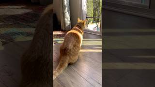 Milo Sees a Bird 🐥🕊️#cats #catsofyoutube #funnycats #catvideos #catlovers