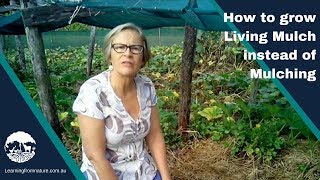 How to grow Living Mulch with Vegetables