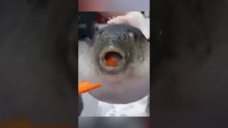 Pufferfish Eating A Carrot Funny Meme