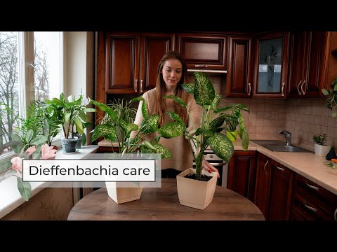 Dieffenbachia Plant Care Guide | Dumb Cane Care