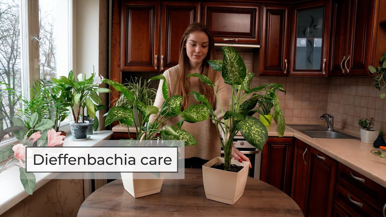 How To Grow and Care for the Dieffenbachia (Dumb Cane Plant) - House Plants  Expert