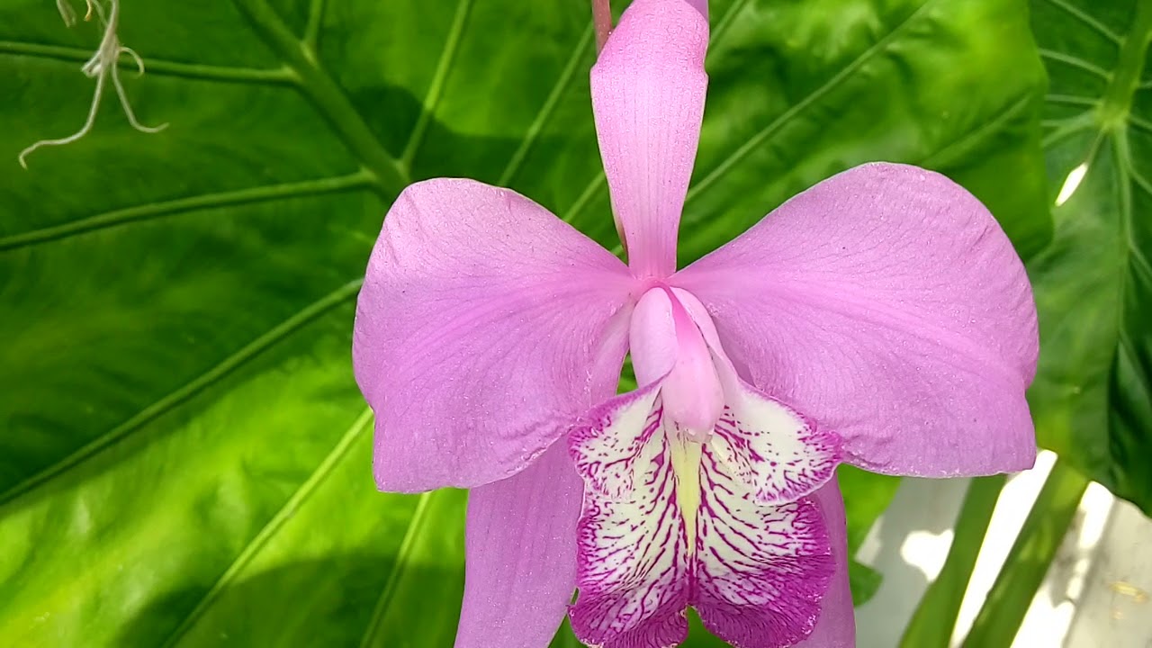 Laelia speciosa 2021