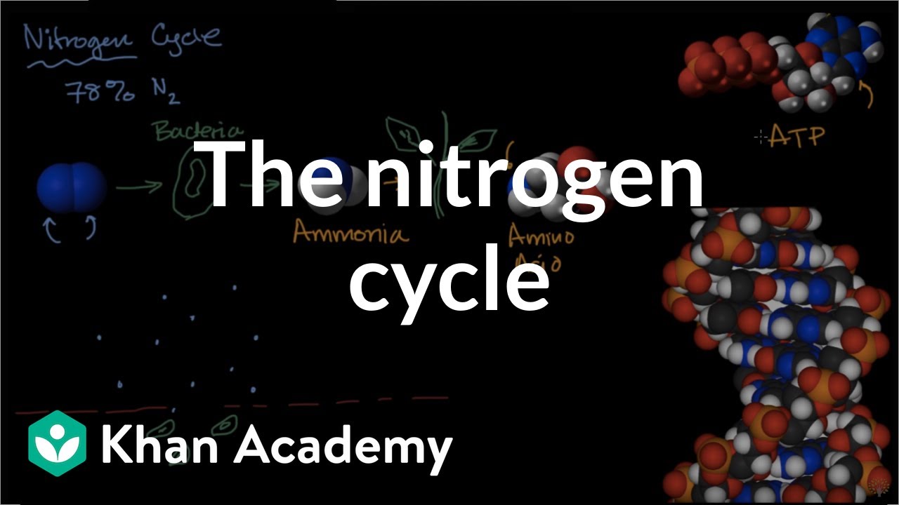 Explain Nitrogen Cycle With Flow Chart