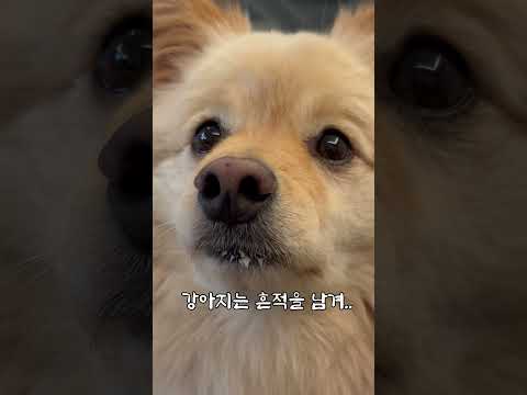 강아지 사전엔 완벽범죄란 없뗘