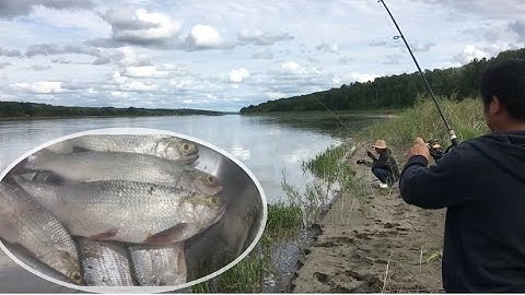 Câu cá sông tự nhiên.tập 2   Natural river fishing episode 2