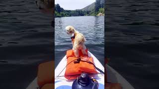Dog Paddle Boarding Adventure - SUP with Our Pup at Robie Creek Idaho!