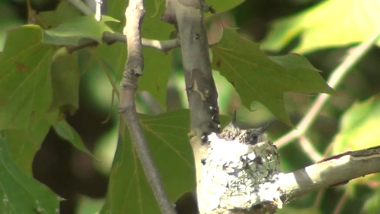 gahanna farmers market Hummingbird nest near Big Walnut Bike Trail