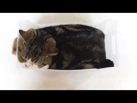 体積が違い過ぎるねこ。-The difference in the volume of cats.-