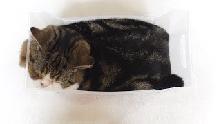 ネコ好き mqdefault.jpg