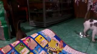 My Pet - Kucing Yang Bikin Kangen