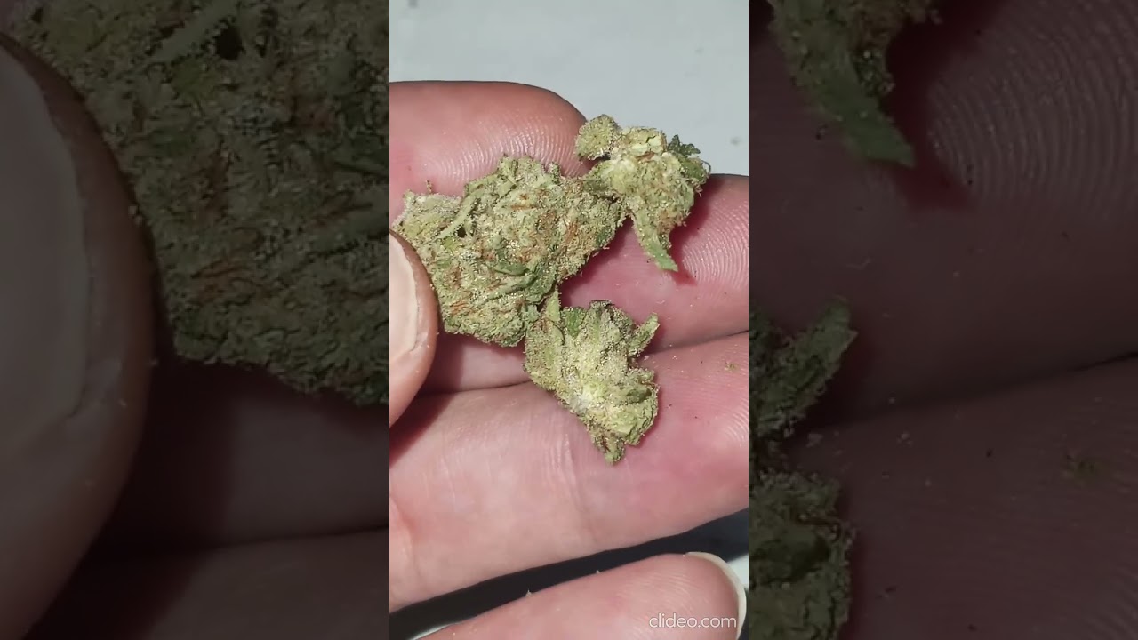 Almora Forbidden Belts 3.5G 25$