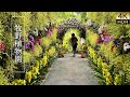 【4K HDR Orchid】 The Makino Botanical Garden. Orchid Exhibition 2025. 高知県立牧野植物園、蘭展2025 Mp3 Song