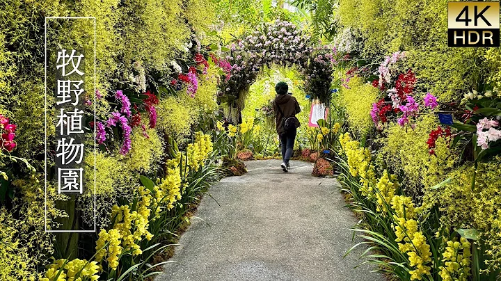 【4K HDR Orchid】 The Makino Botanical Garden. Orchid Exhibition 2025. 高知県立牧野植物園、蘭展2025 thumbnail
