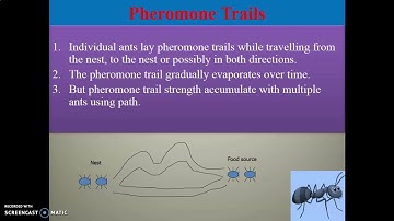 Introduction to Ant Colony Optimization (ACO).