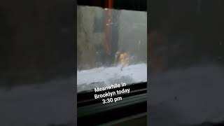 Tornado in Brooklyn today!!!😱 #brooklyn #nyc #storm Profile