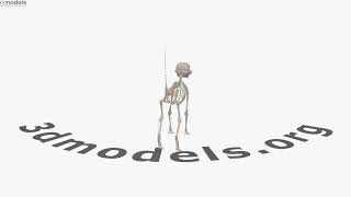 Cat Skeleton 3D model by 3DModels.org