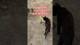 പാമ്പിനെ പിടിക്കുന്ന പൂച്ചയെ വേണോ 🐍😺| Cat and snake encounters #urbansnakelife #cat #snakeencounter