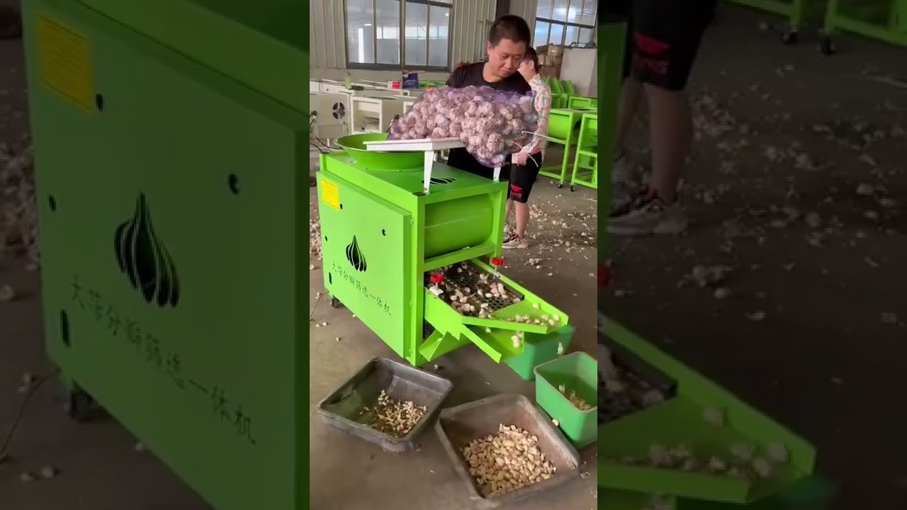 garlic clove sorting machine
