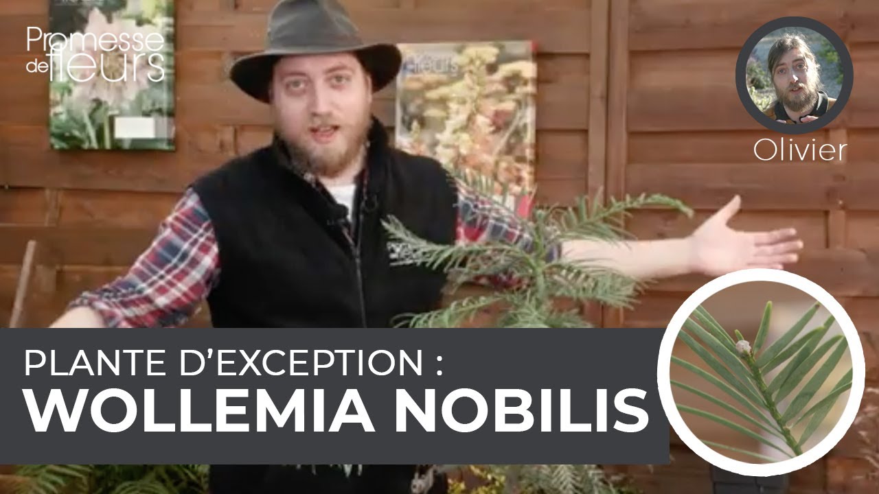 Plante d'exception :  wollemia nobilis