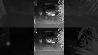 3 cougars spotted on doorbell cam in Oregon coast