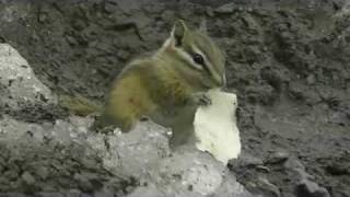 Dramatic Chipmunk Eats Snow
