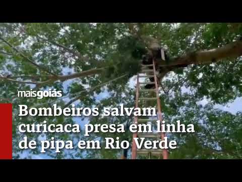 Bombeiros salvam pássaro preso em linha de pipa em Rio Verde - Mais Goiás