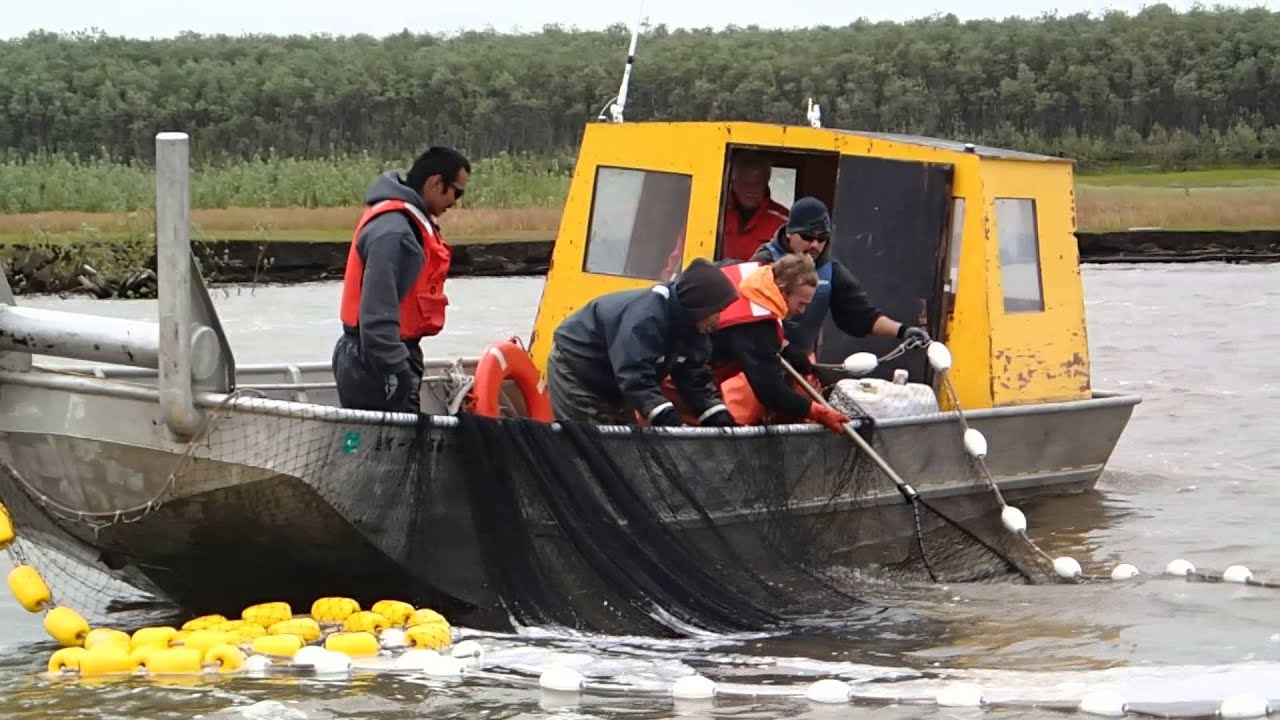 Yukon River Selective Harvest Methods Purse Seine Video 7 YouTube