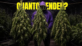HARVESTING 3 CANN4BIS SATIVA PLANTS (Double Cookies + Banana Sherbet)