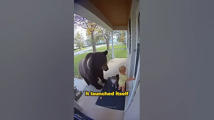 Brave Cat Saves Baby From Bear! 😱#shorts #pets #cat