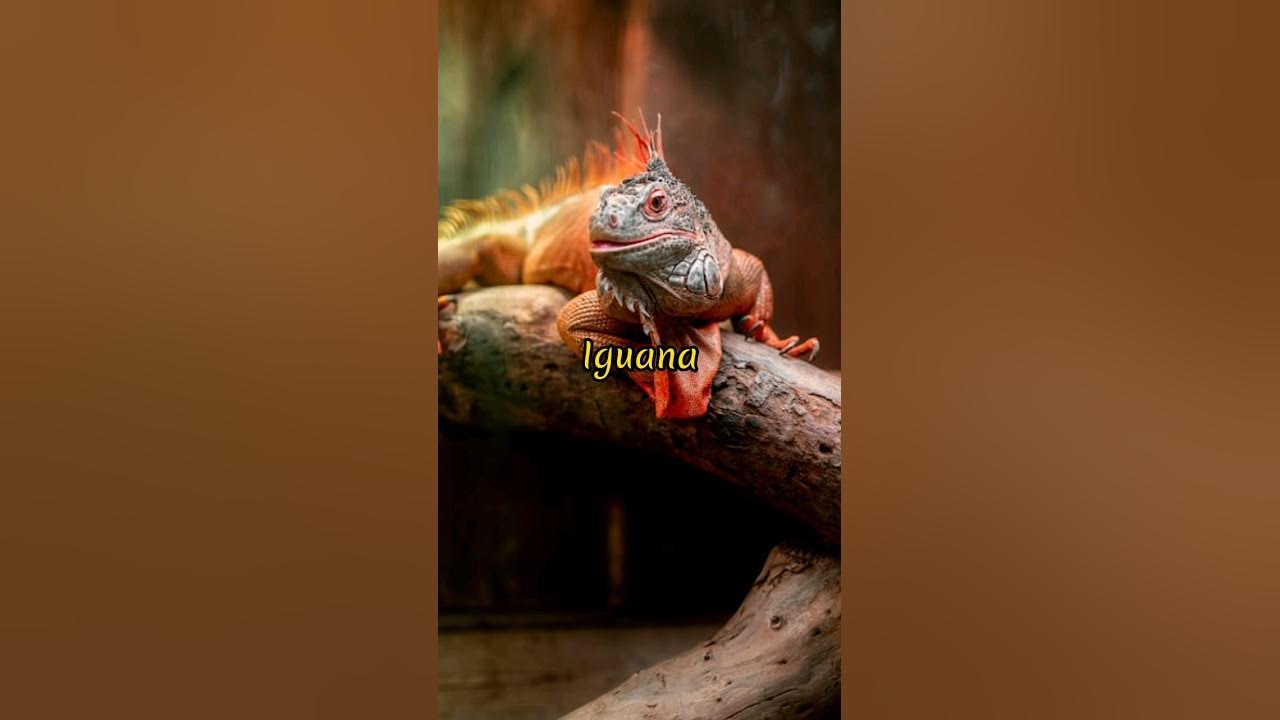 Animals Which Are Haram To Keep As Pet ytshort shorts viralvideo animals-which-are-haram-to-keep-as-pet-ytshort-shorts-viralvideo